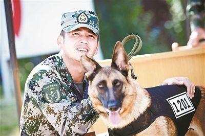 最新军犬电视剧大全，忠诚伙伴的热血呈现